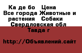 Ка де бо › Цена ­ 25 - Все города Животные и растения » Собаки   . Свердловская обл.,Тавда г.